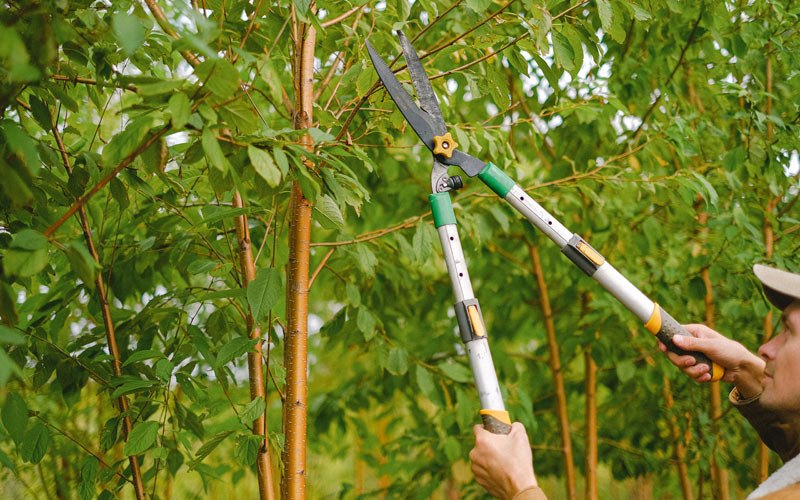 Tree trimming in Floral Park, NY